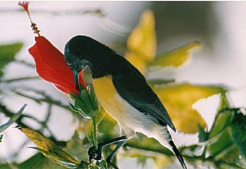 Purplerumped Sunbird