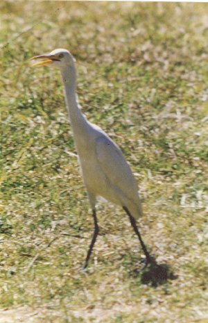 Ranganatittu Bird Sanctuary