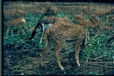 Animals in Patna Zoo