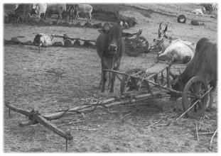 Bullock Cart