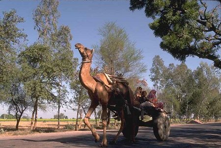 Camel Pulled Cart