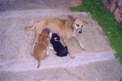 Street Dog and Pups