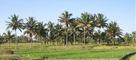 Indian Landscapes 