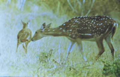 Bandipur National Park