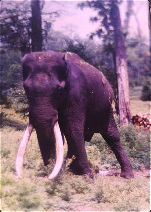 Bandipur National Park