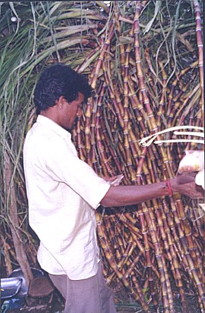 Sankranti Festival Celebration  