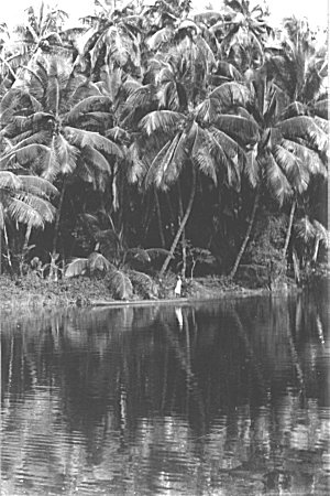 A Coconut Farm