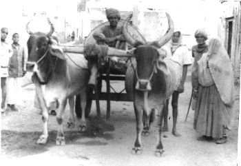 Transportation of Water in Rajasthan