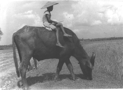 A Young Cowherd at Work