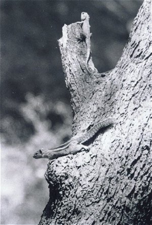 Playful Squirrel and his Lizard Buddy