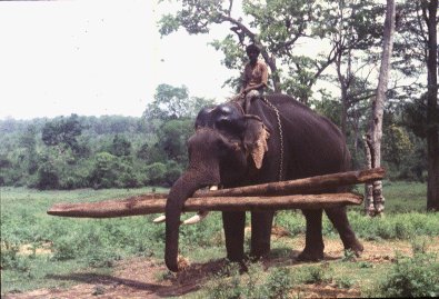 An Elephant at Work in an Indian Forest