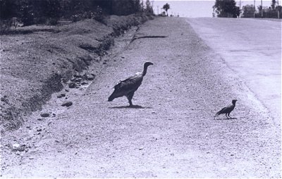 A Hawk and a Crow  