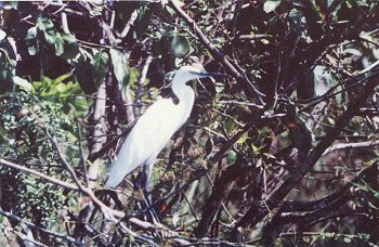 Birds of India