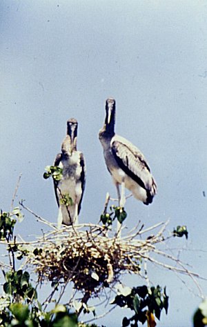 Birds of India 