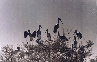 Painted Storks