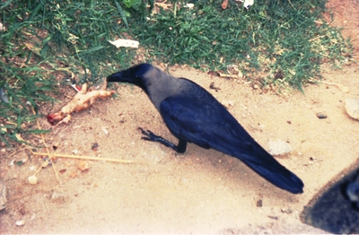 Indian Crows 