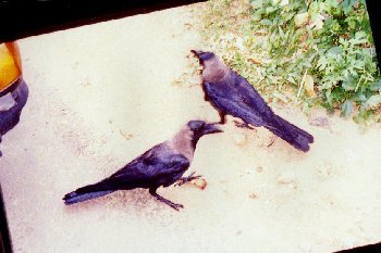 Scavenging Crows