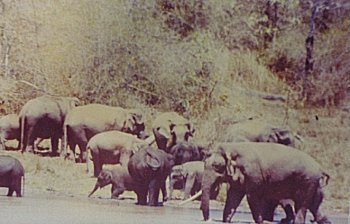 Elephants of India