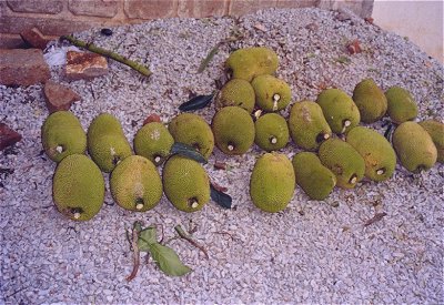 Jack Fruit