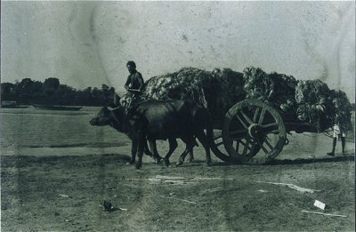 Pictures of Bengal 