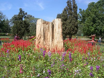 Tree Fossils