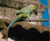 Roseringed Parakeet