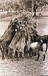 Goats Feeding on Roadside Shrub  