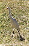 Cattle Egret (Babucus ibis)