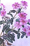 Flowers of Mysore -- water color painting by Mukta Venkatesh