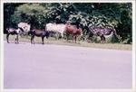 Release of Cattle on Road